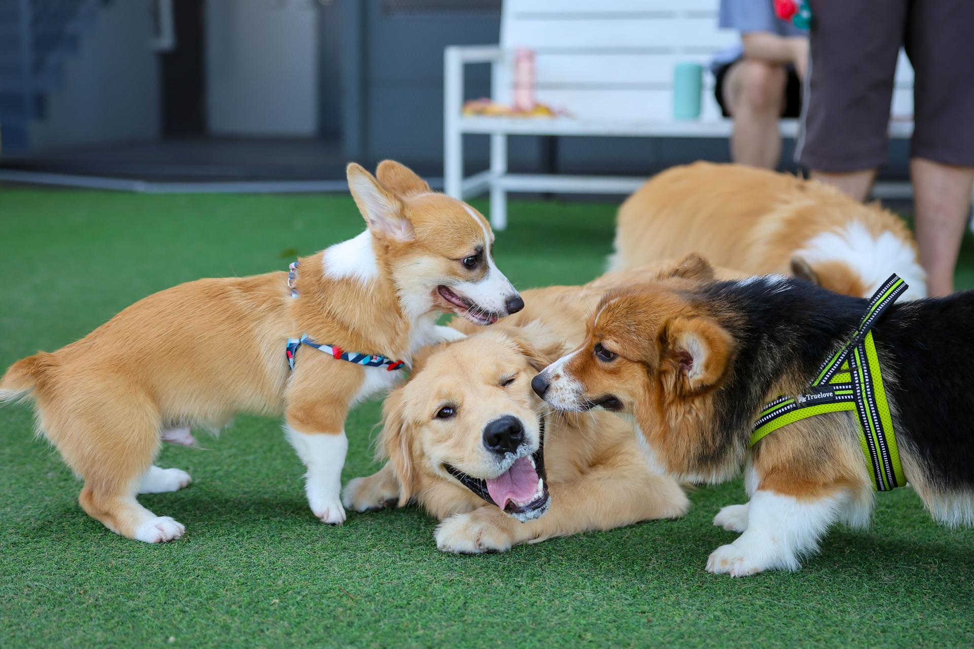 Happy dogs Welsh Corgi Pembroke with friends