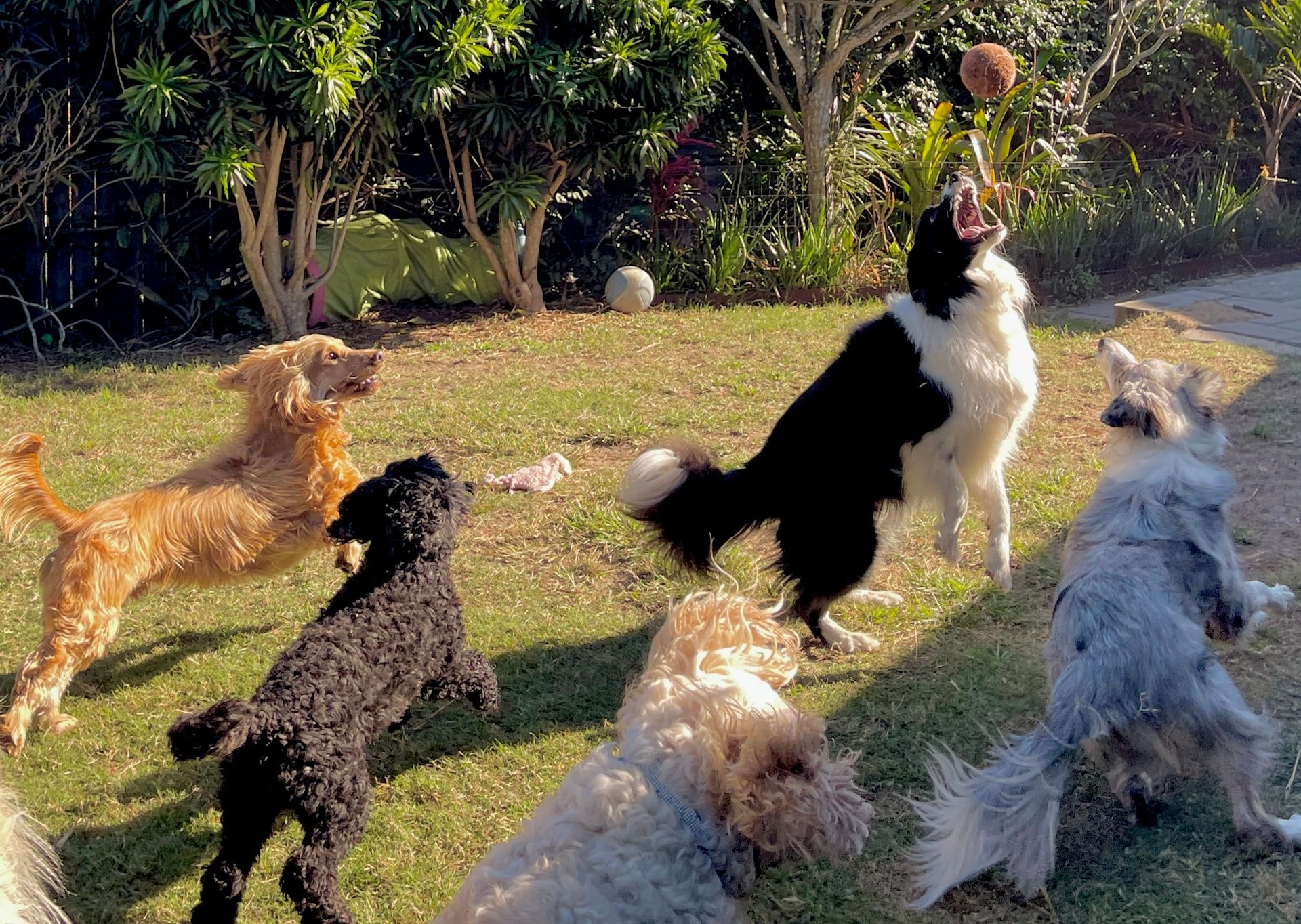 Dogs playgroup catching a tennis ball