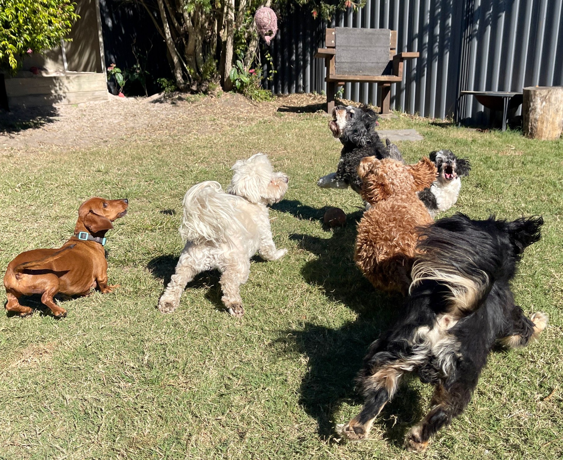 Dog daycare team fetch