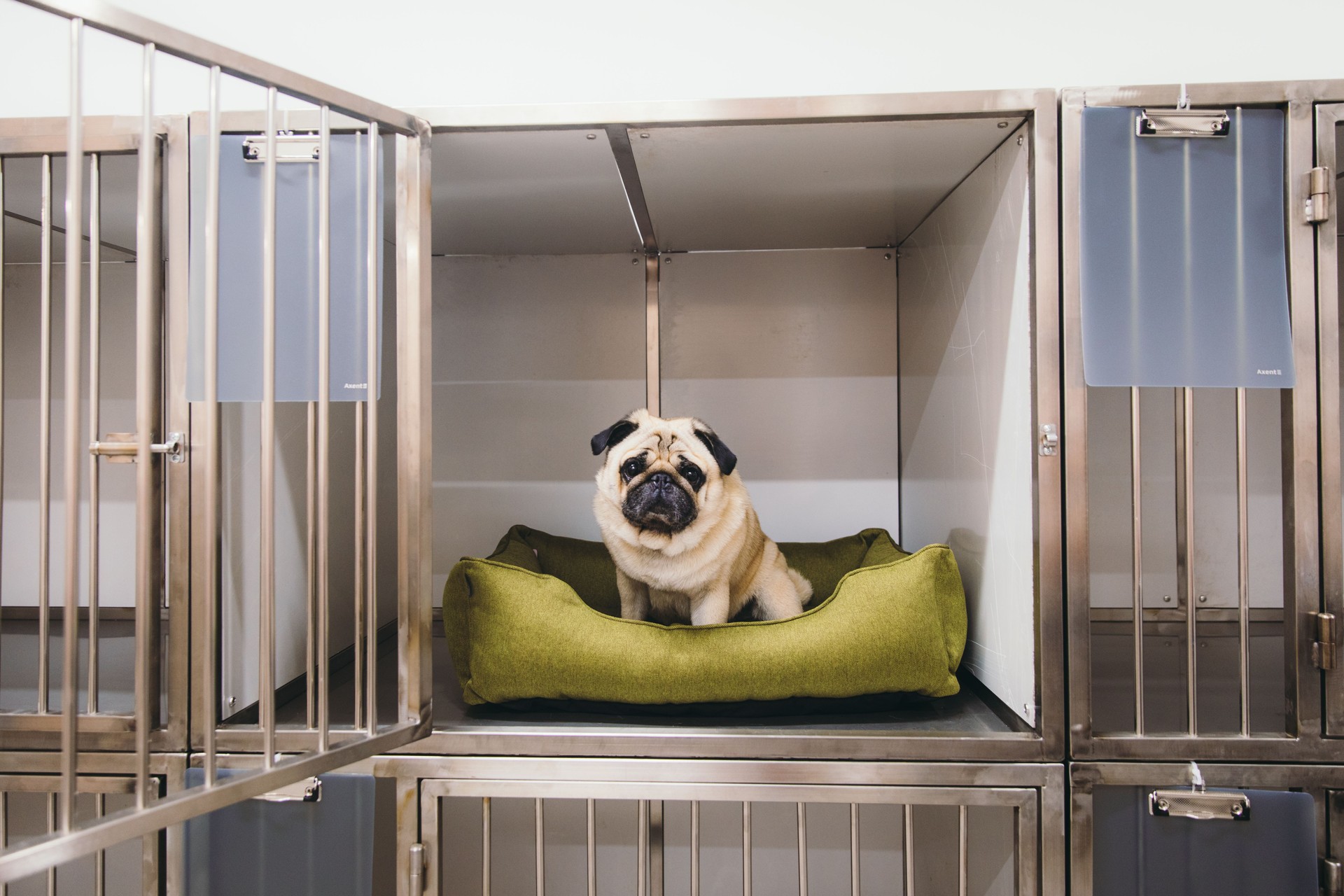 Small dogs pug breed sitting on the dog couch in the cage in dog hotel